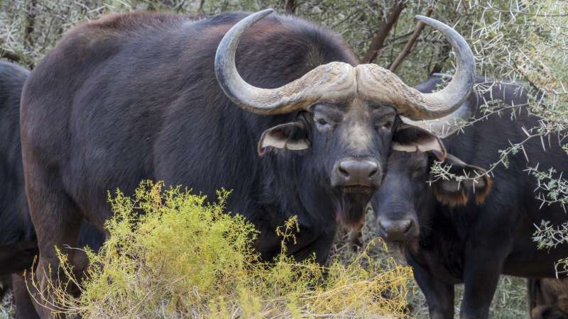 Buffalo sanbona
