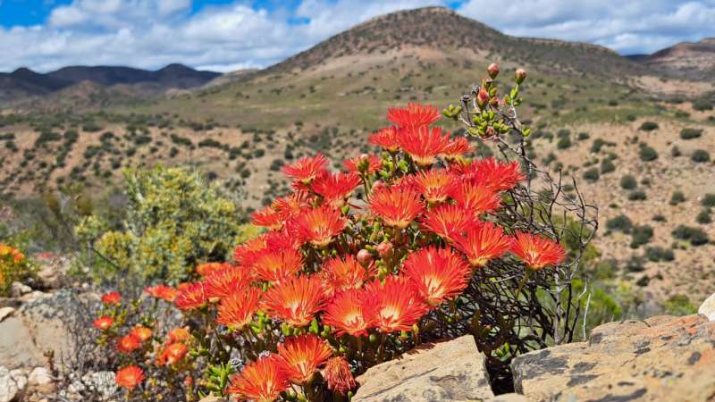 Flower season at sanbona