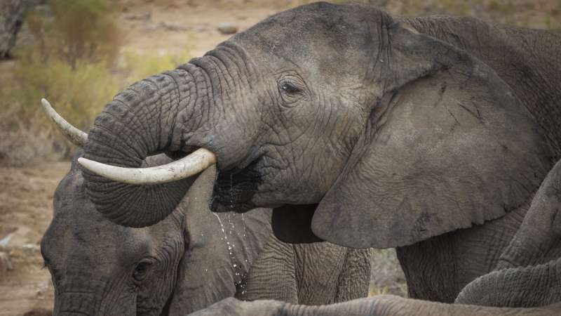 Sanbona elephants