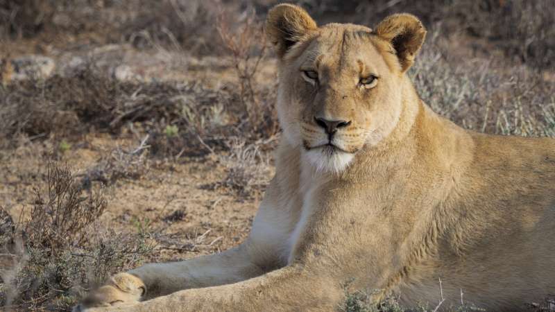 Sanbona lioness