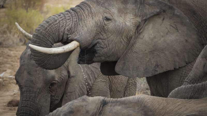 Big 5 safari near Cape Town