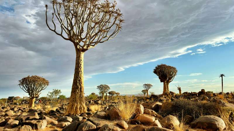 Damaraland desert safari to Namibia