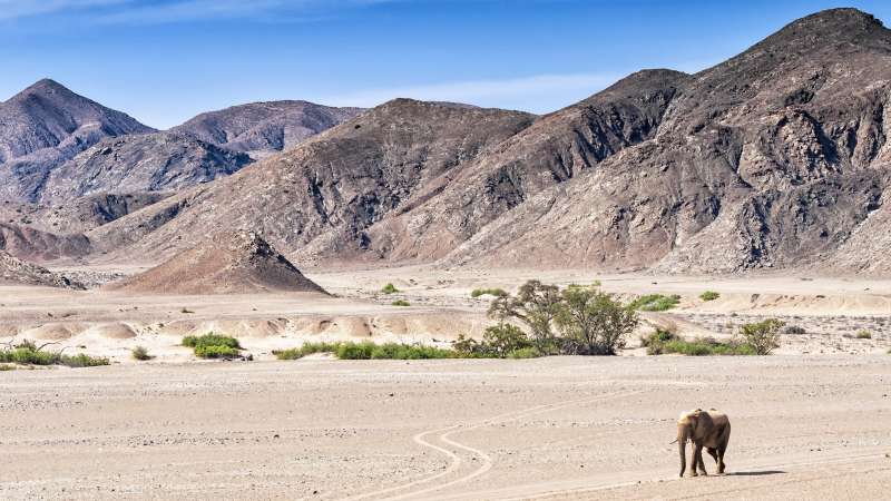 Desert elephant Hoanib River Damaraland Namibia safari