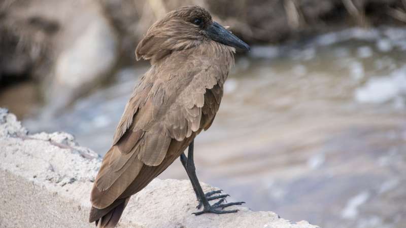 Hammerkop bird mikumi
