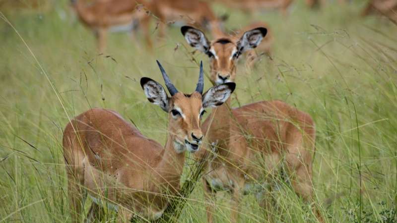 Impala mukimi tanzania-2