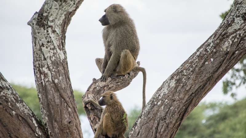 Mikumi baboons