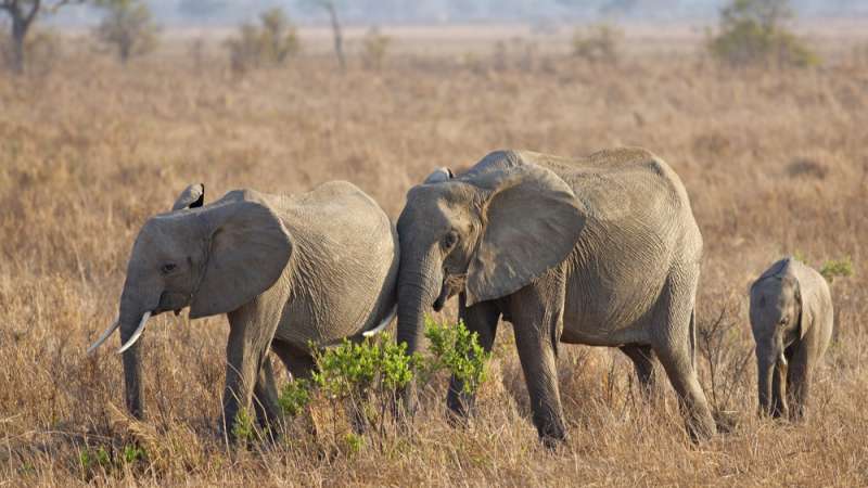 Mikumi elephants