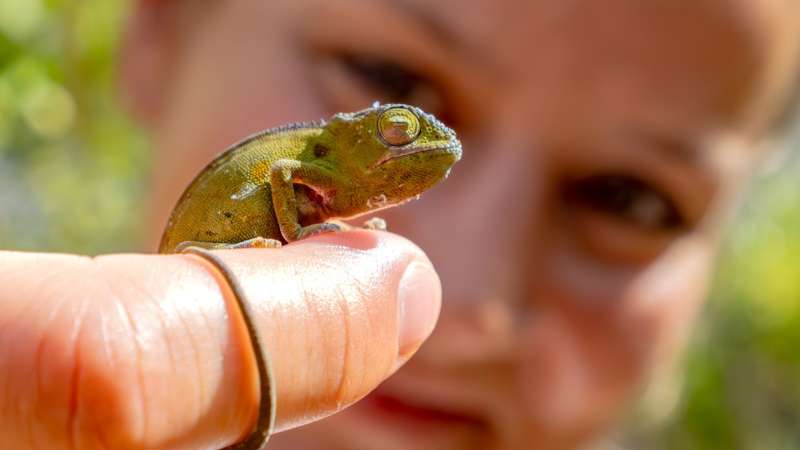 Baby chameleon andasibe-mantadia national park-2
