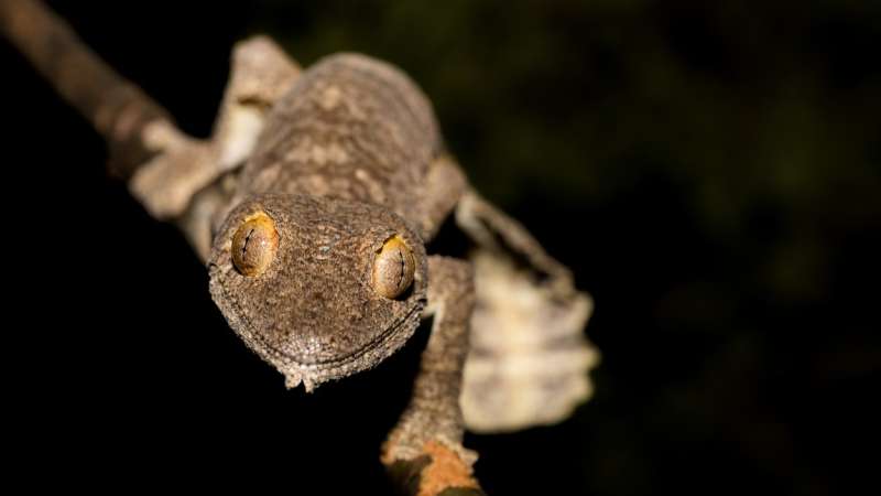 Giant leaf-tailed gecko