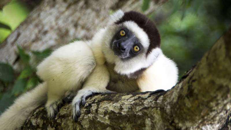 Sifaka lemur madagascar