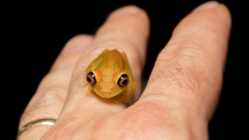 Tiny tree frog in andasibe-mantadia national park