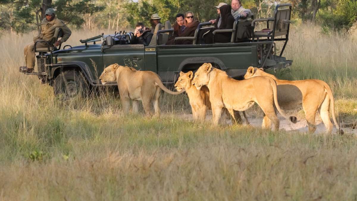 Kruger lion safari in South Africa
