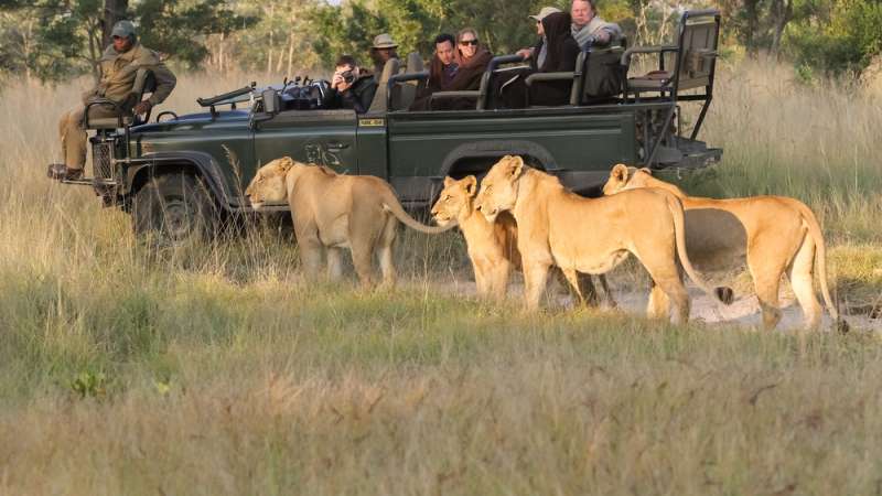 Kruger lion safari in South Africa