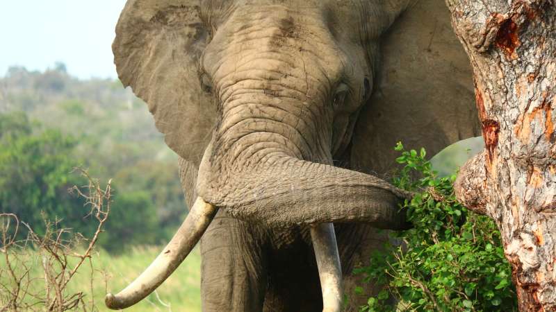 Kruger National Park Safari elephant
