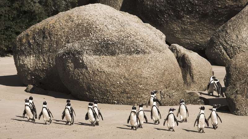 Penguins at Boulders Beach in Cape Town