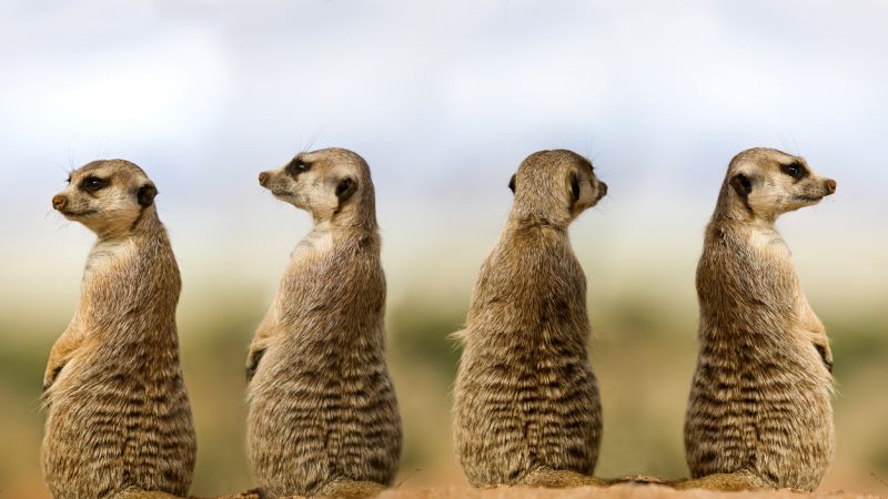 Affordable Namibia safari, meerkats