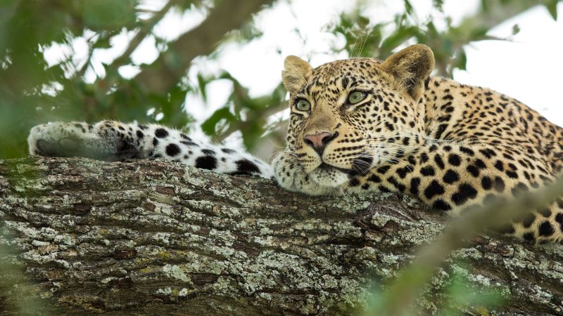 Kruger National Park Safari leopard
