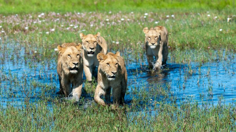 African Safari Tours, lions