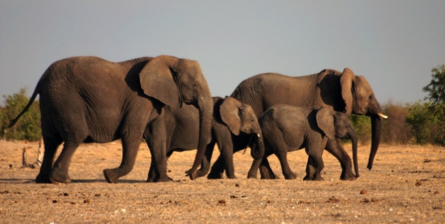 Elephants by Carrie Cizauskas