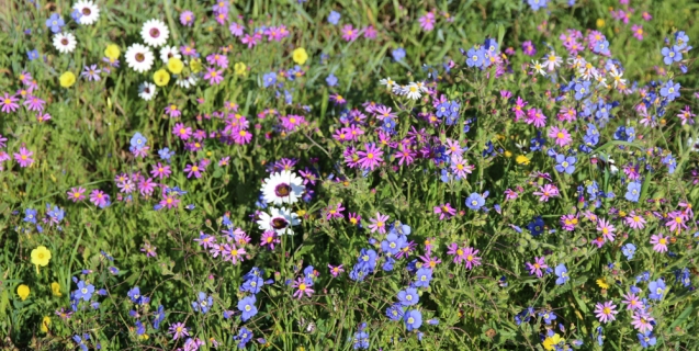 Wild flowers by African Budget Safaris