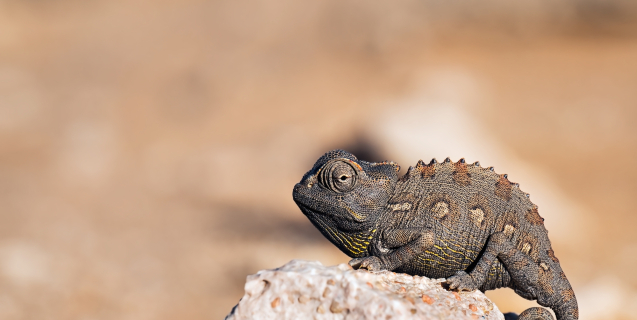 Namibia chameleon in the Namib Desert