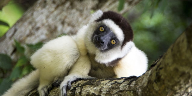 Magical madagascar lemur