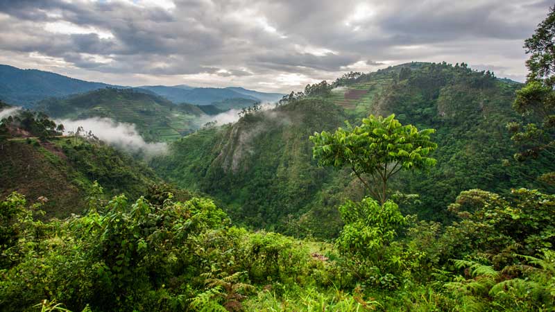 Bwindi Impenetrable Forest, Uganda, home to some of the last remaining mountain gorillas