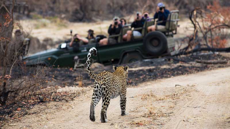 Leopard walking toward a safari vehicle