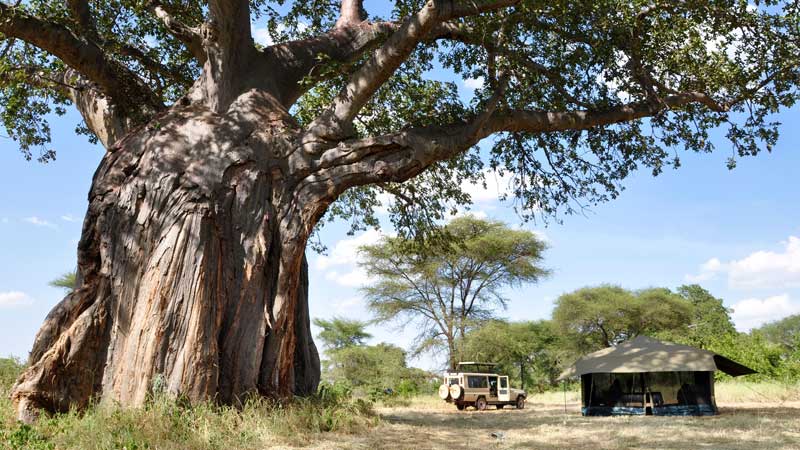 Camp site under a tree