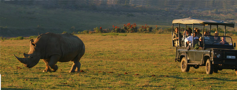 Cape Town Safaris Big 5 Game Reserves Near Cape Town African Budget Safaris