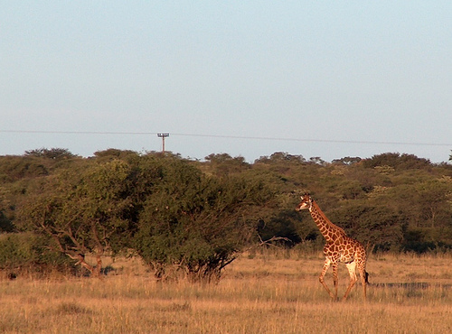 Giraffe in Khama Rhino Sanctuary