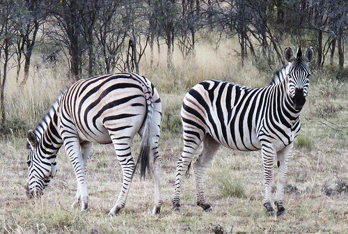 Zebras in Khama Rhino Sanctuary, Botswana