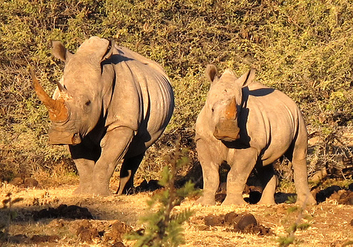 White Rhinos in Botswana's Khama Rhino Sanctuary