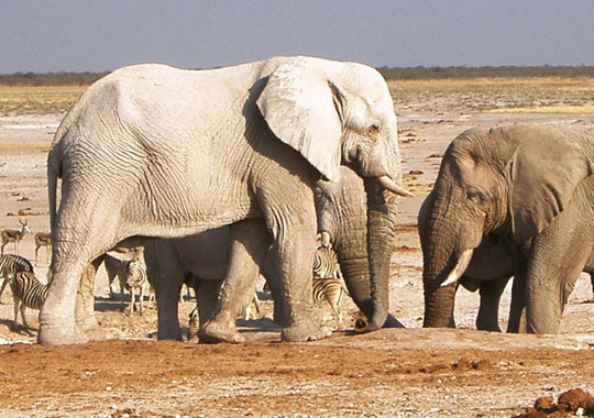 Etosha Park Elephants image