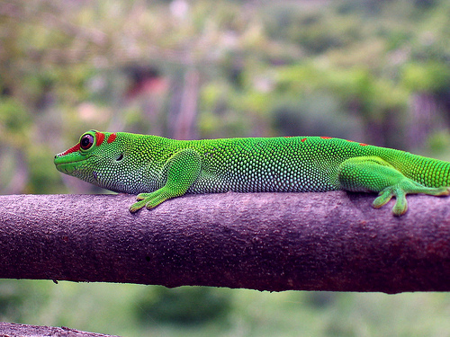 Gecko of Madagascar by Vitasary