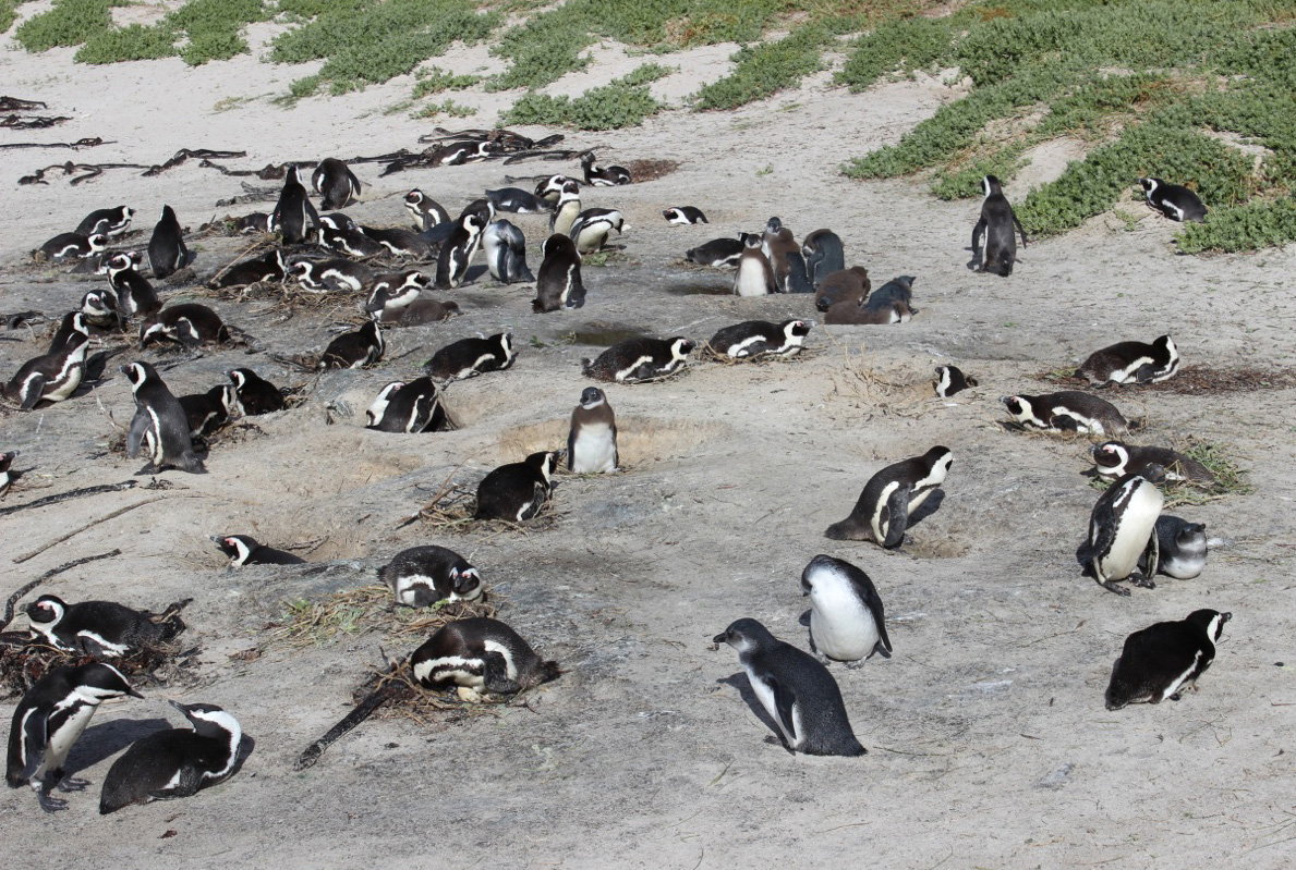 African Penguins at Boulders Beach, Cape Peninsula