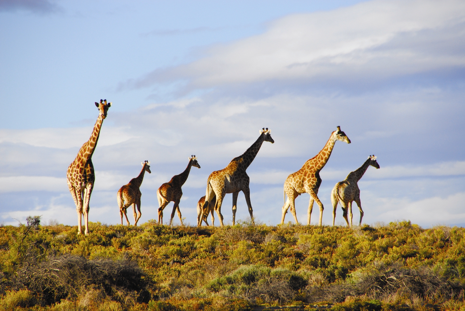 safari trips near cape town