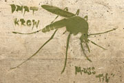 Mosquito Image