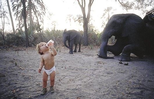 Toddler Tippi with elephants