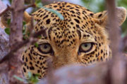 Leopard in Greater Kruger Park