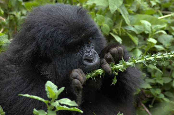 African Vegetarian