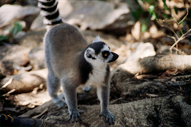 Lemur Catta by Steve