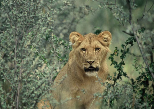 Lion Cub in Kruger Park image