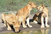 Lion Cubs in Namibian Game Park image