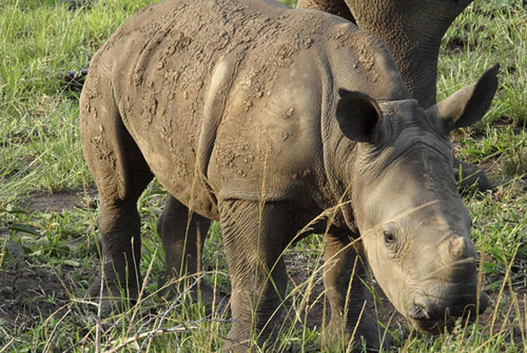 Rhino in Imfolozi South Africa