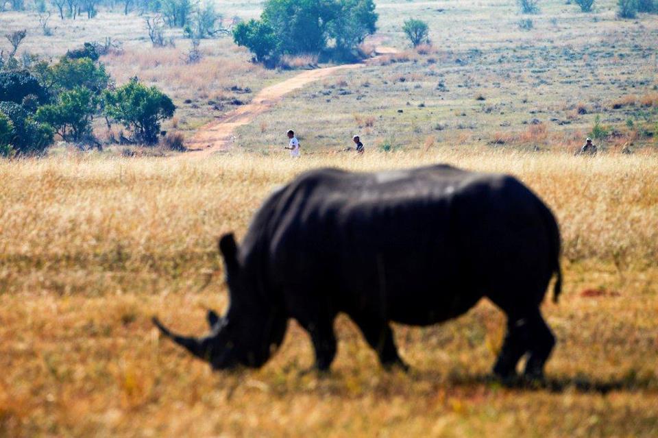 The Big Five Marathon's photos