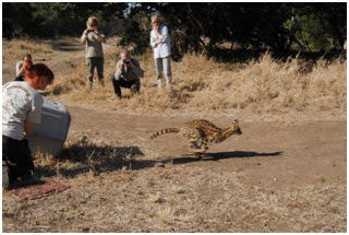 Moholoholo Animal Centre Serval Breeding Programme