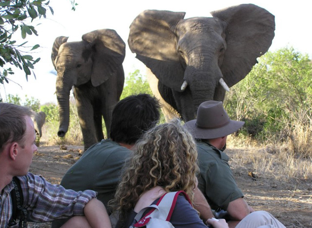 Walking in Greater Kruger on Safari