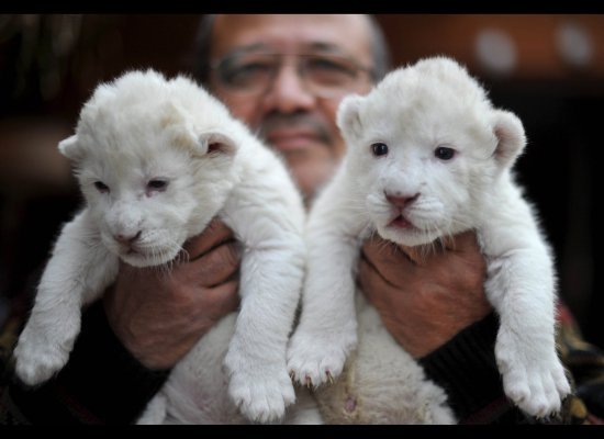 Twin white lion cubs