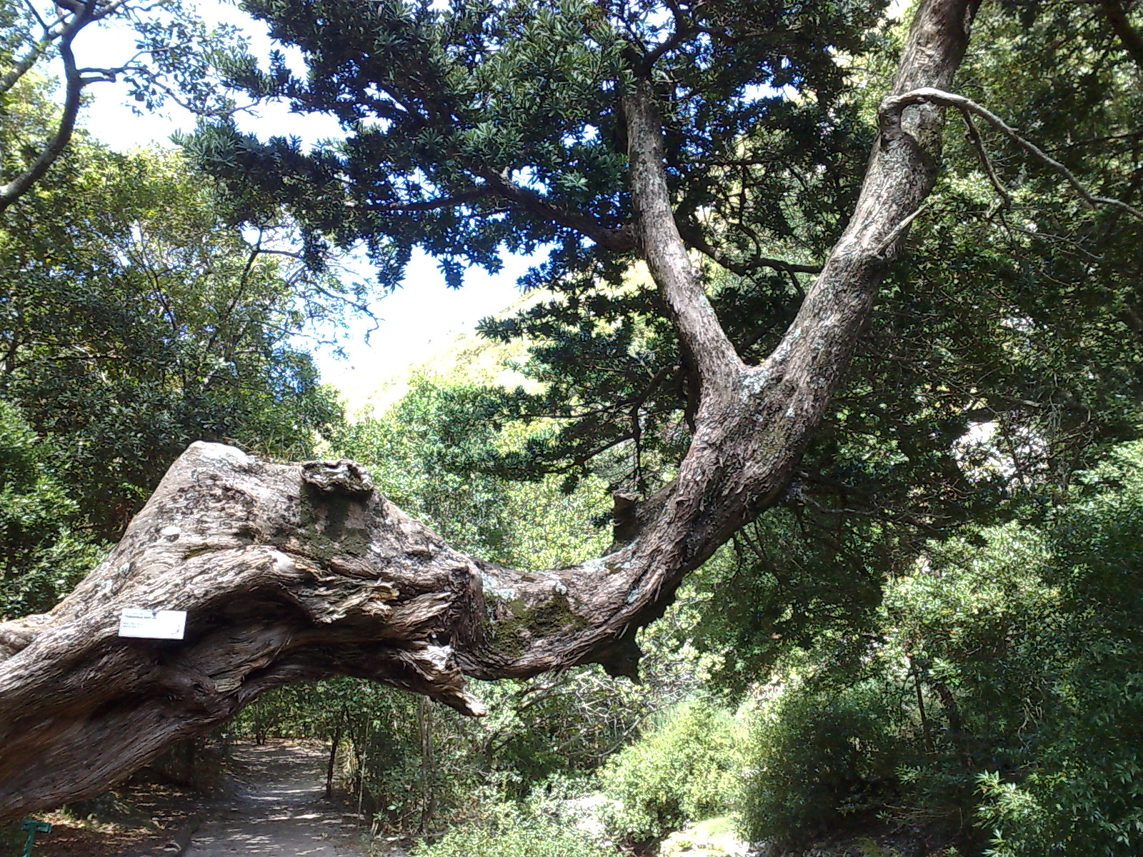 Yellowwood Tree